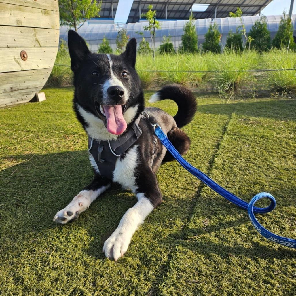 Enlarge Rown, a Adoptable mixed breed in Northbrook, IL image 3/6