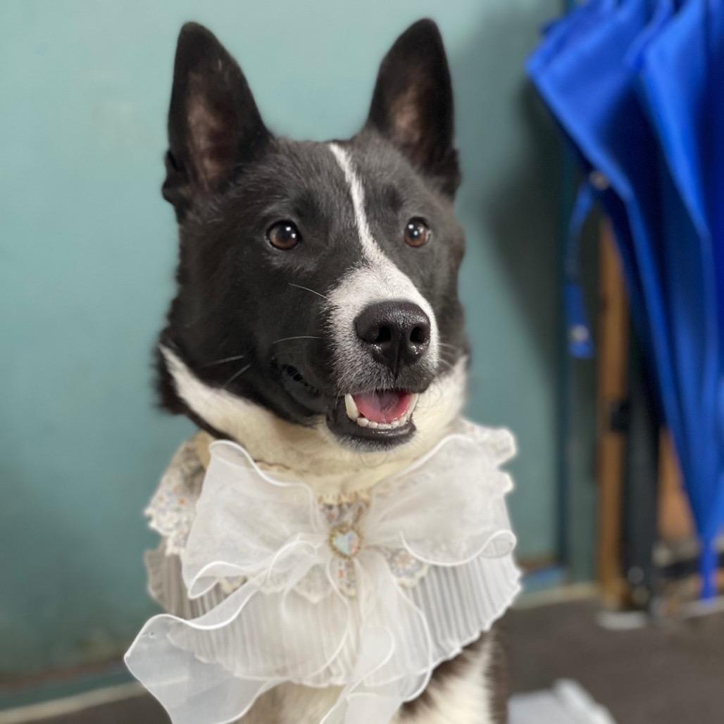 Enlarge Rown, a Adoptable mixed breed in Northbrook, IL image 5/6