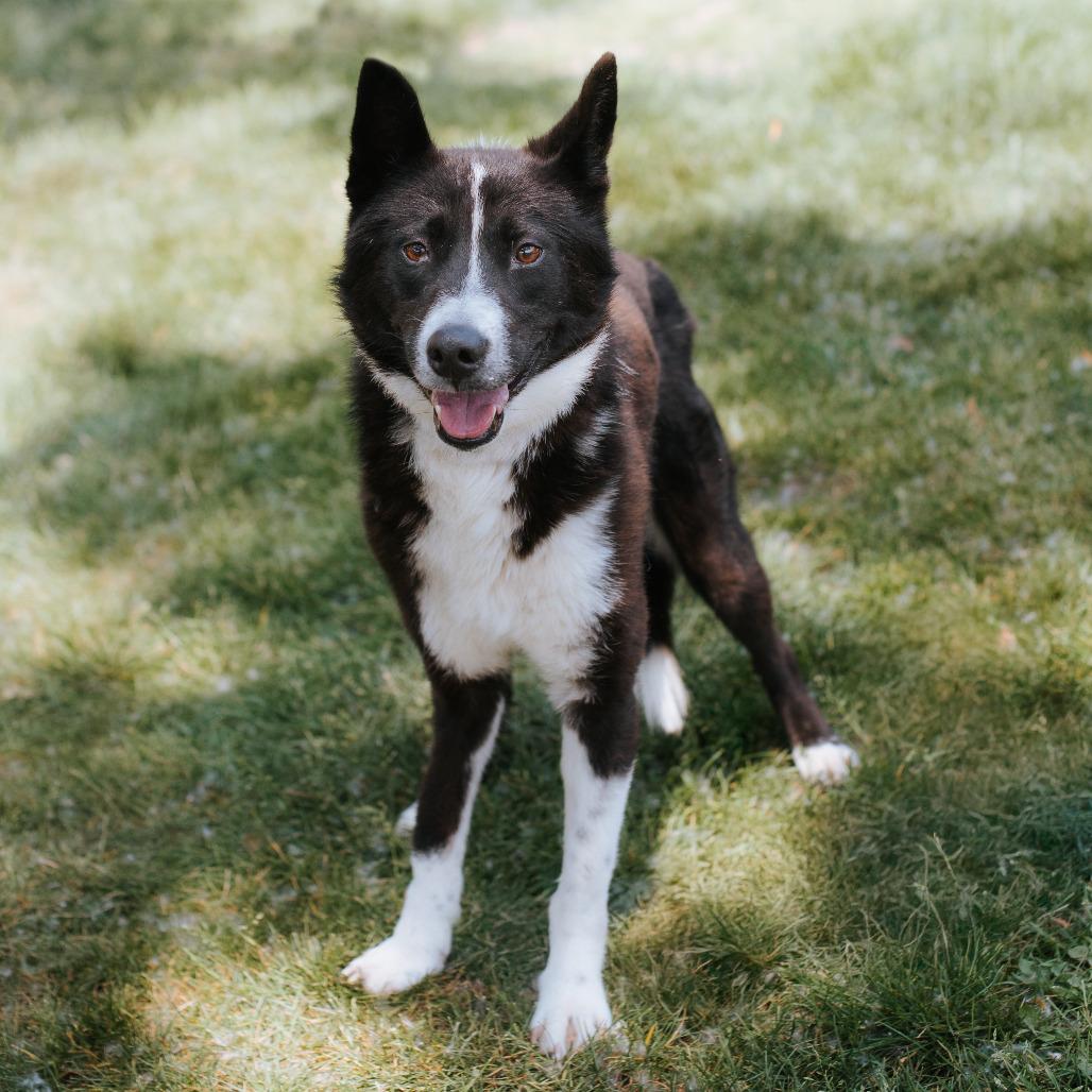 Enlarge Rown, a Adoptable mixed breed in Northbrook, IL image 6/6