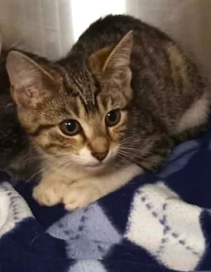 Athena, ADOPTABLE, Kitten Female Domestic Short Hair.