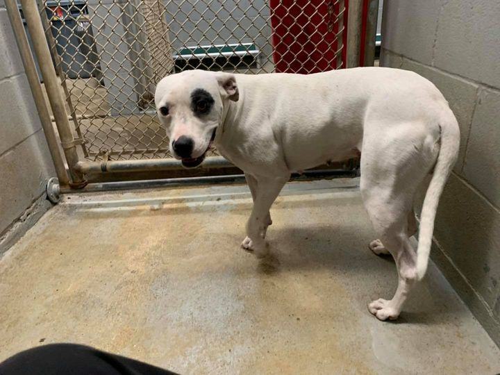 Enlarge Hope, a Adoptable mixed breed image 1/2