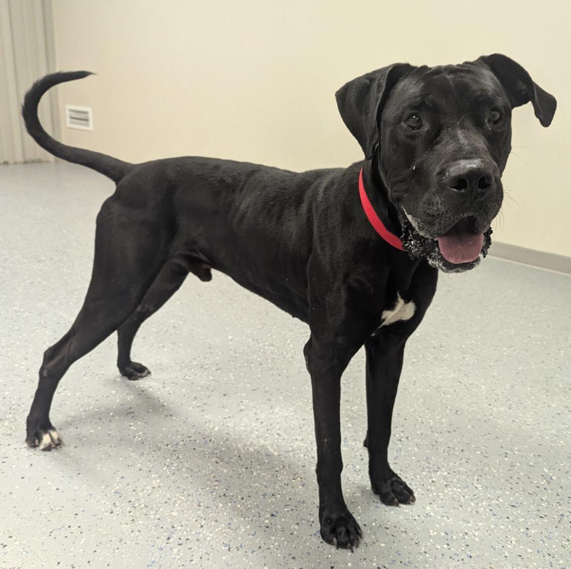 Axel, Adoptable, Adult Male Great Dane & Mastiff.
