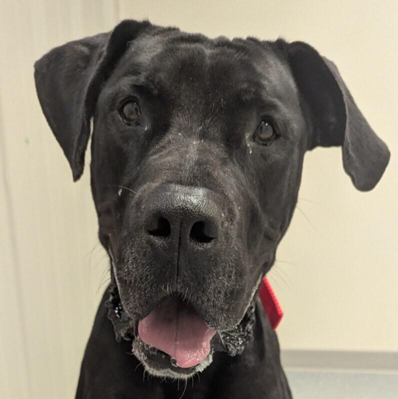 Enlarge Axel, a Adoptable mixed breed in Yankton, SD image 2/5