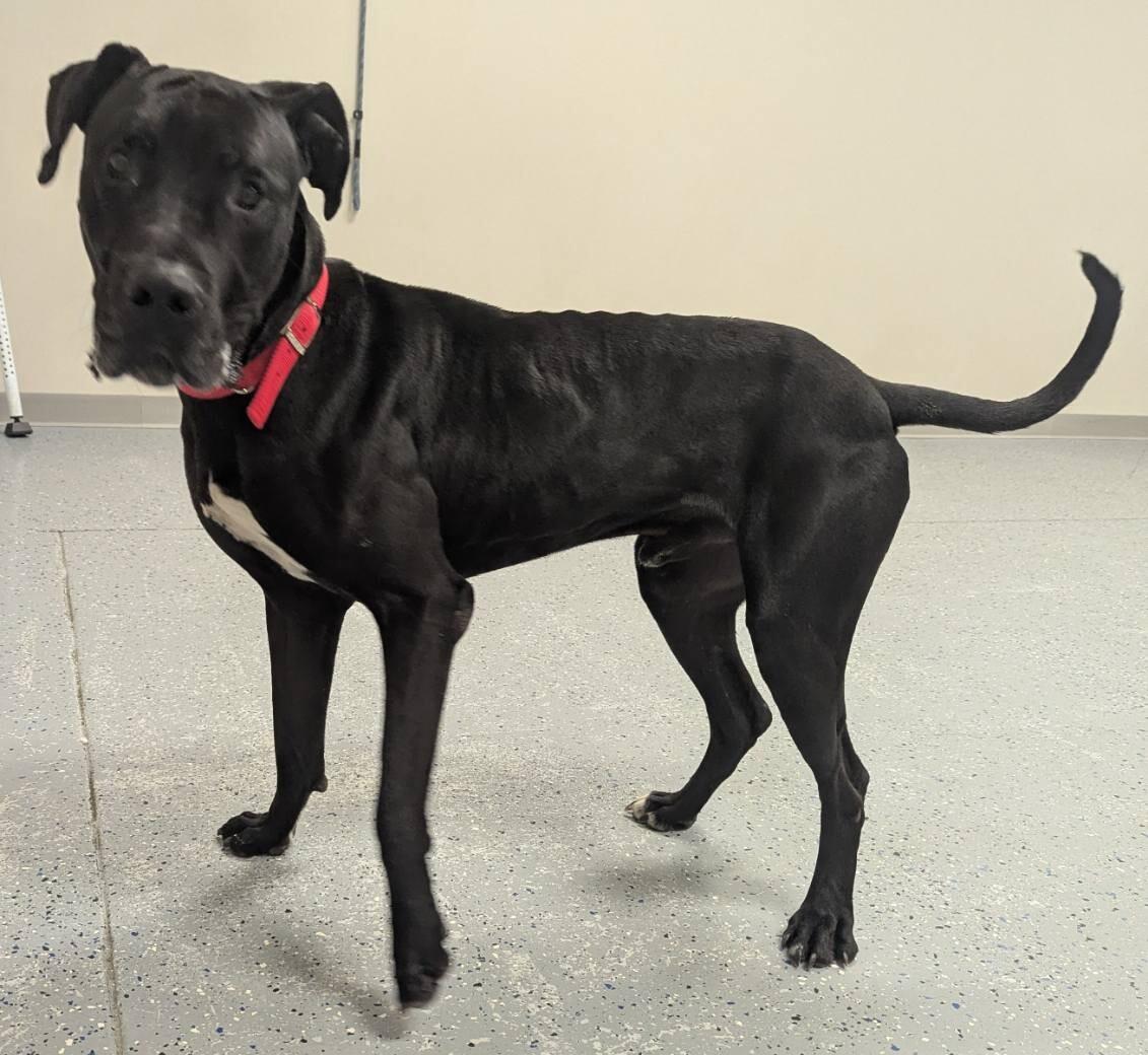 Enlarge Axel, a Adoptable mixed breed in Yankton, SD image 3/5