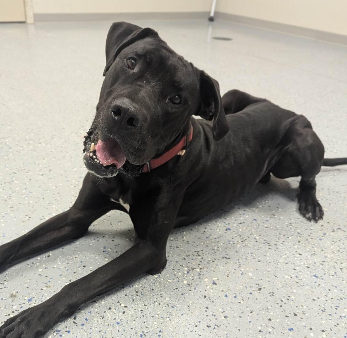 Enlarge Axel, a Adoptable mixed breed in Yankton, SD image 4/5