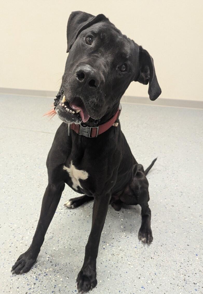 Enlarge Axel, a Adoptable mixed breed in Yankton, SD image 5/5