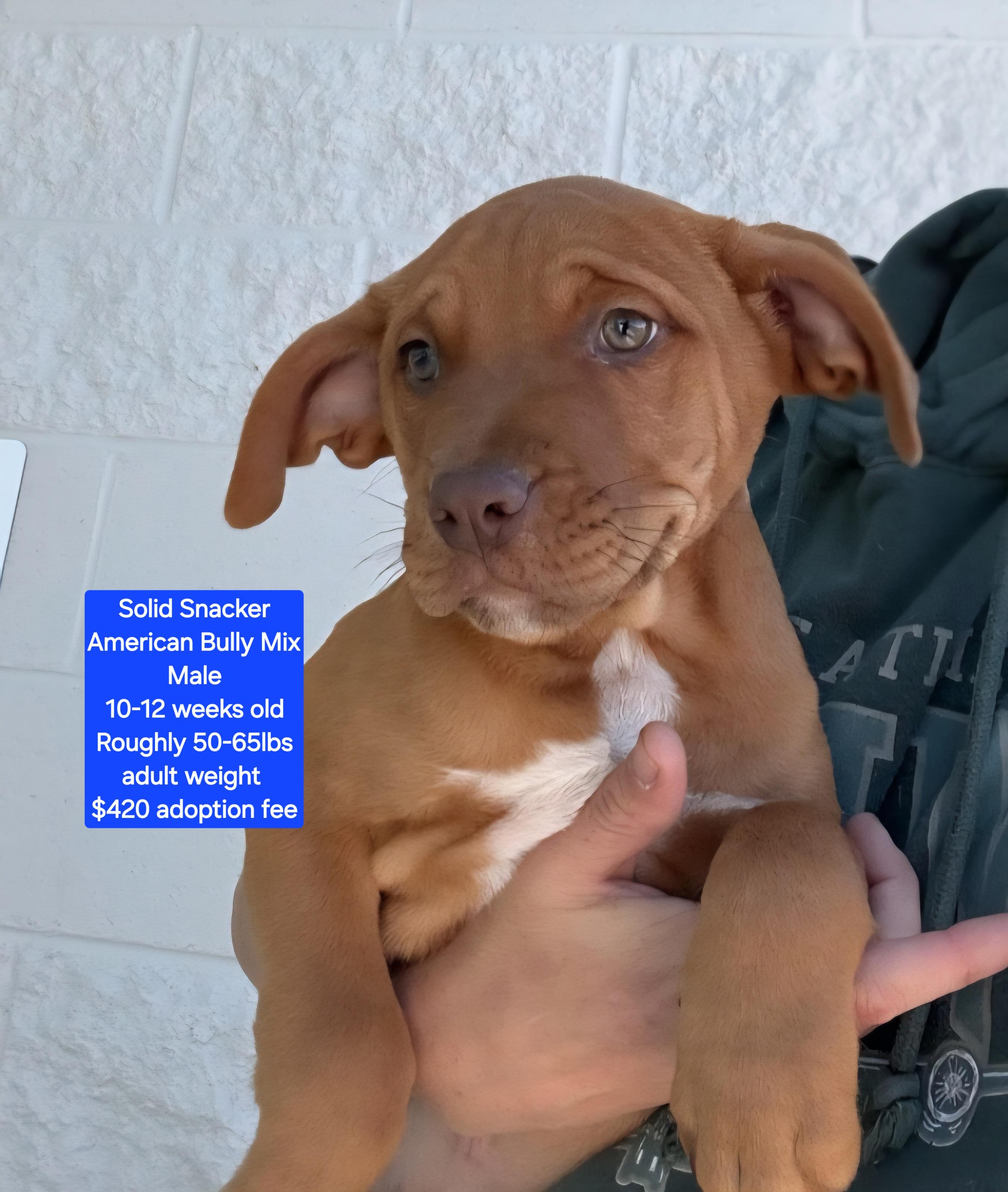 Enlarge Solid Snacker, a Adoptable mixed breed in Oviedo, FL image 1/1