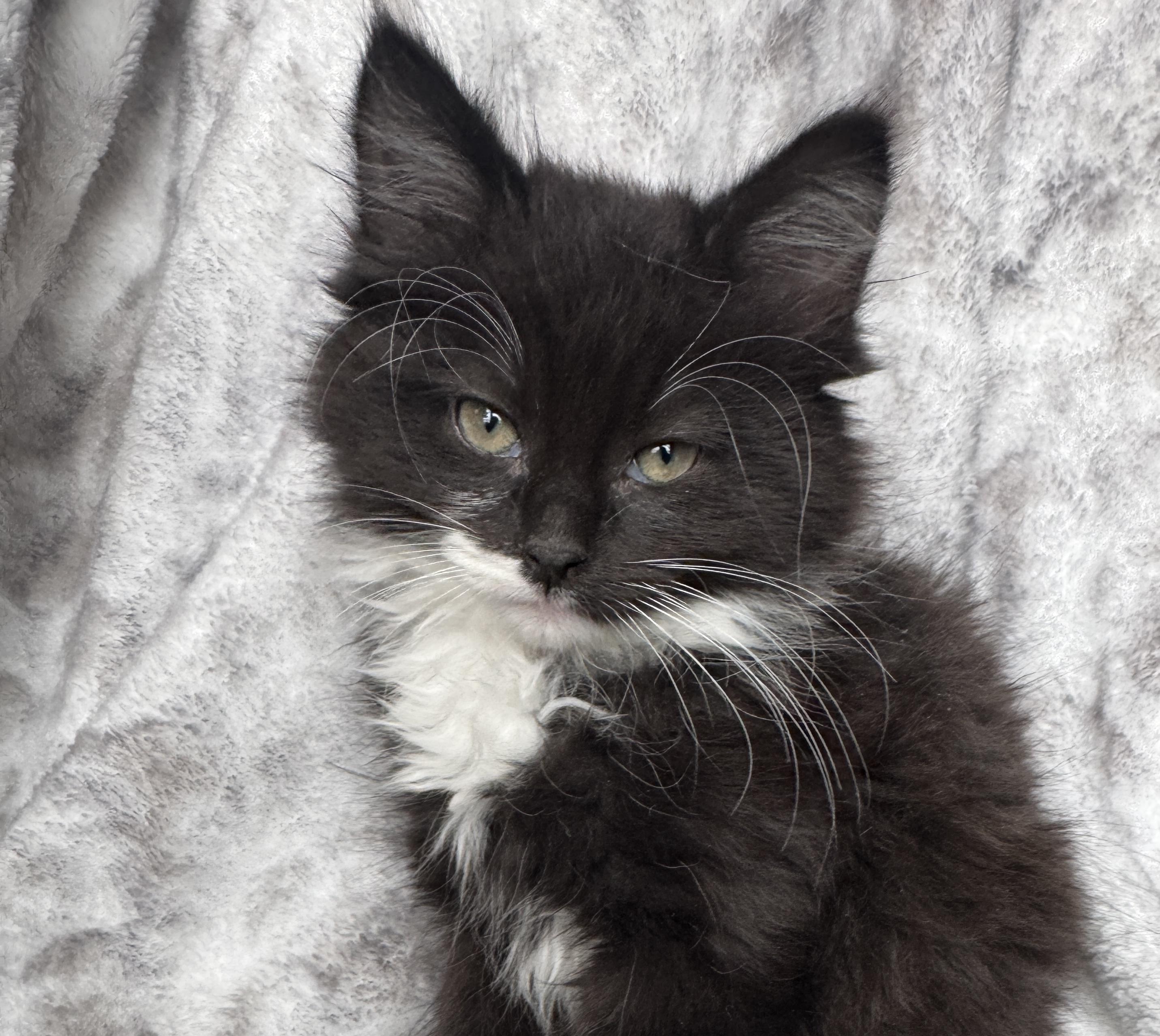 Enlarge Orchid, an adoptable Domestic Long Hair in Port Washington, WI image 2/4