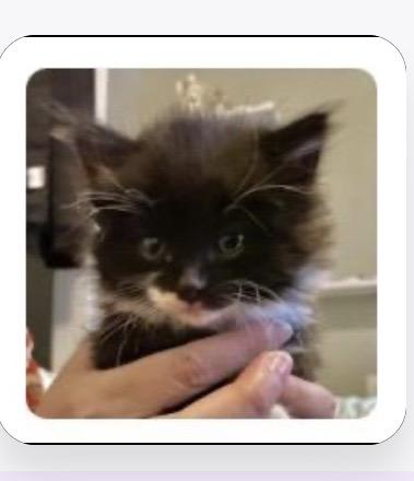 Enlarge Orchid, an adoptable Domestic Long Hair in Port Washington, WI image 4/4