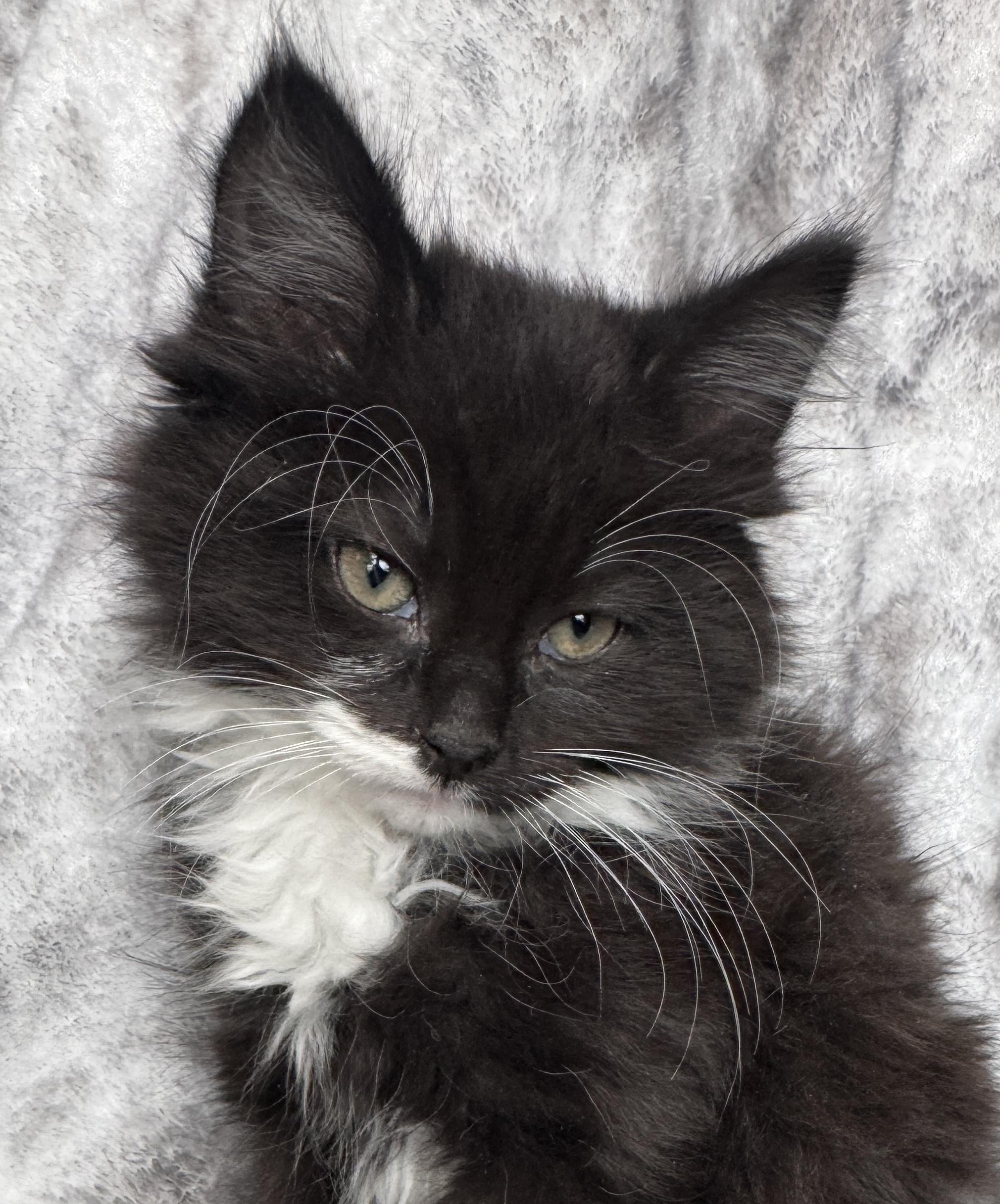 Enlarge Orchid, an adoptable Domestic Long Hair in Port Washington, WI image 1/4