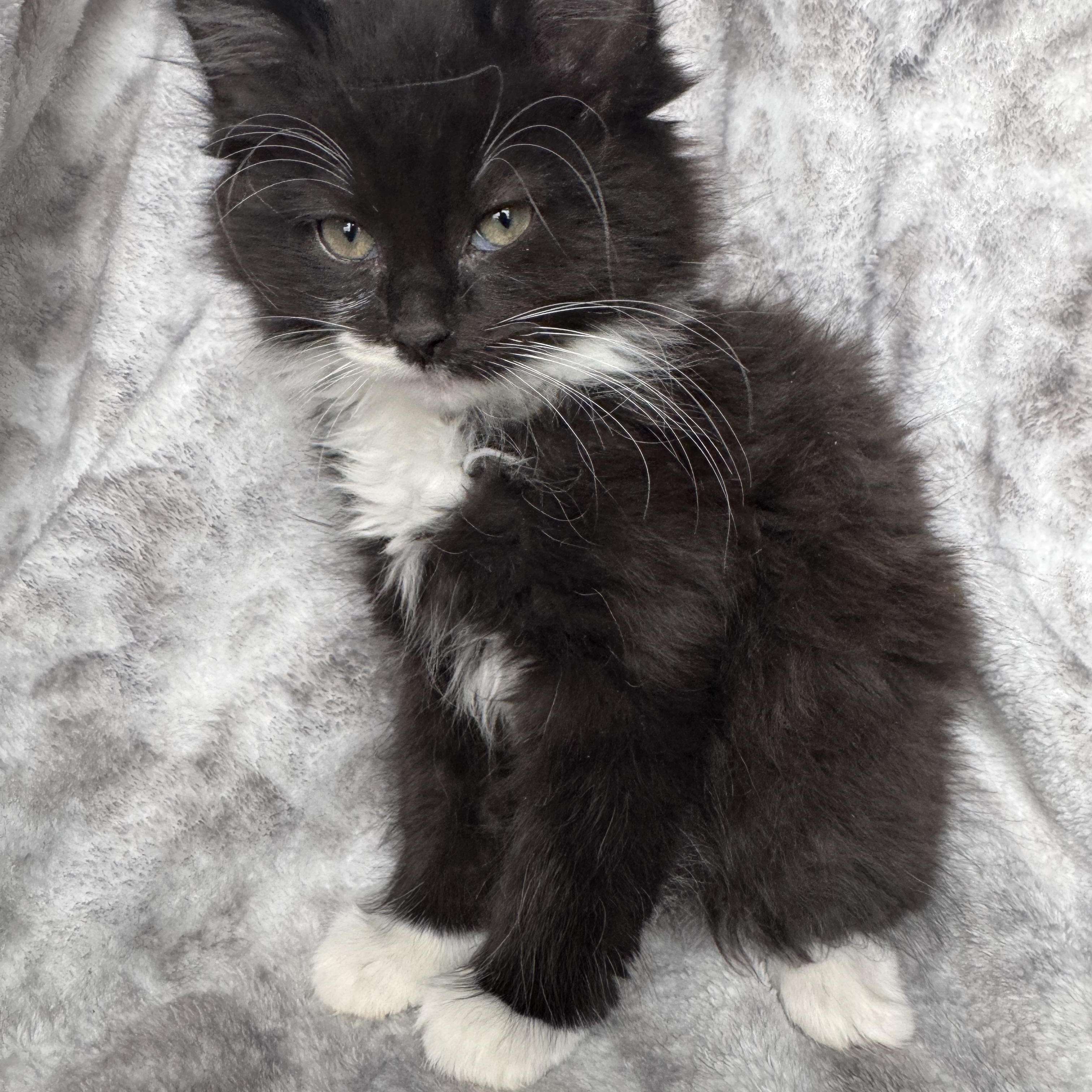 Enlarge Orchid, an adoptable Domestic Long Hair in Port Washington, WI image 3/4