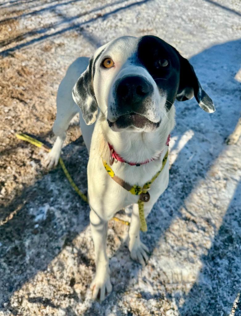 North, Adoptable, Young Male Pointer & Mixed Breed.