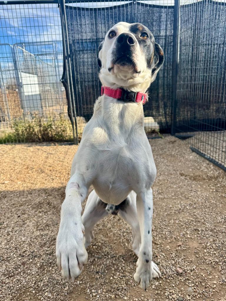 North, a Adoptable mixed breed in Gillette, WY image 3/5