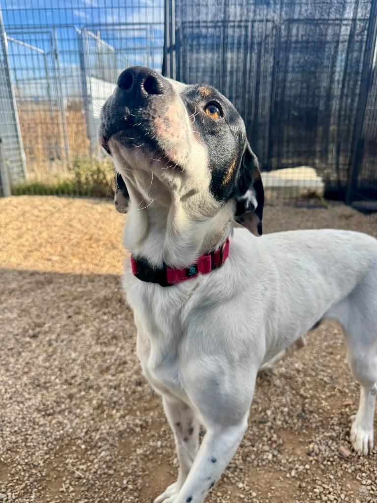 North, a Adoptable mixed breed in Gillette, WY image 4/5