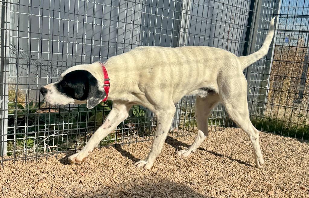 North, a Adoptable mixed breed in Gillette, WY image 5/5