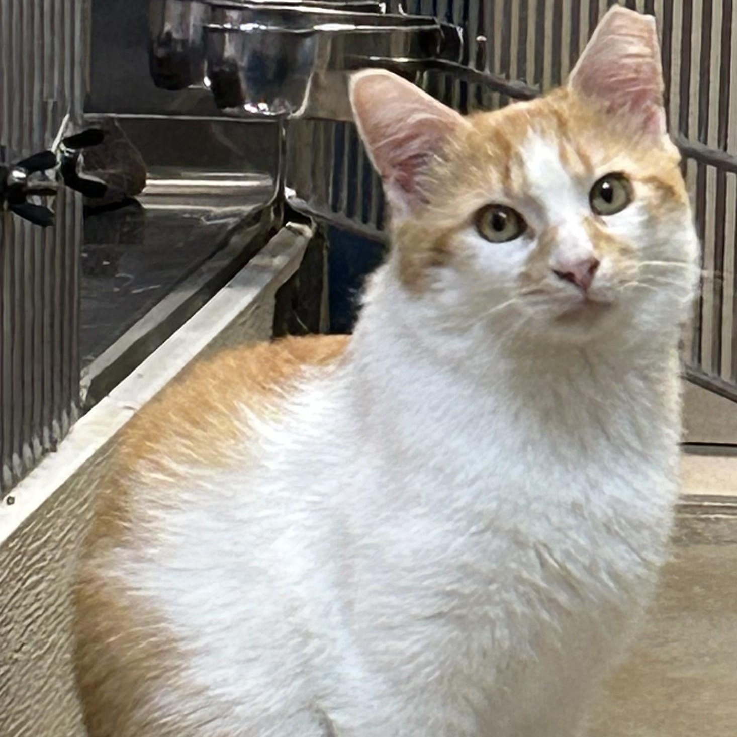 Enlarge Fergus, a ADOPTABLE Domestic Short Hair in Dover, DE image 1/4