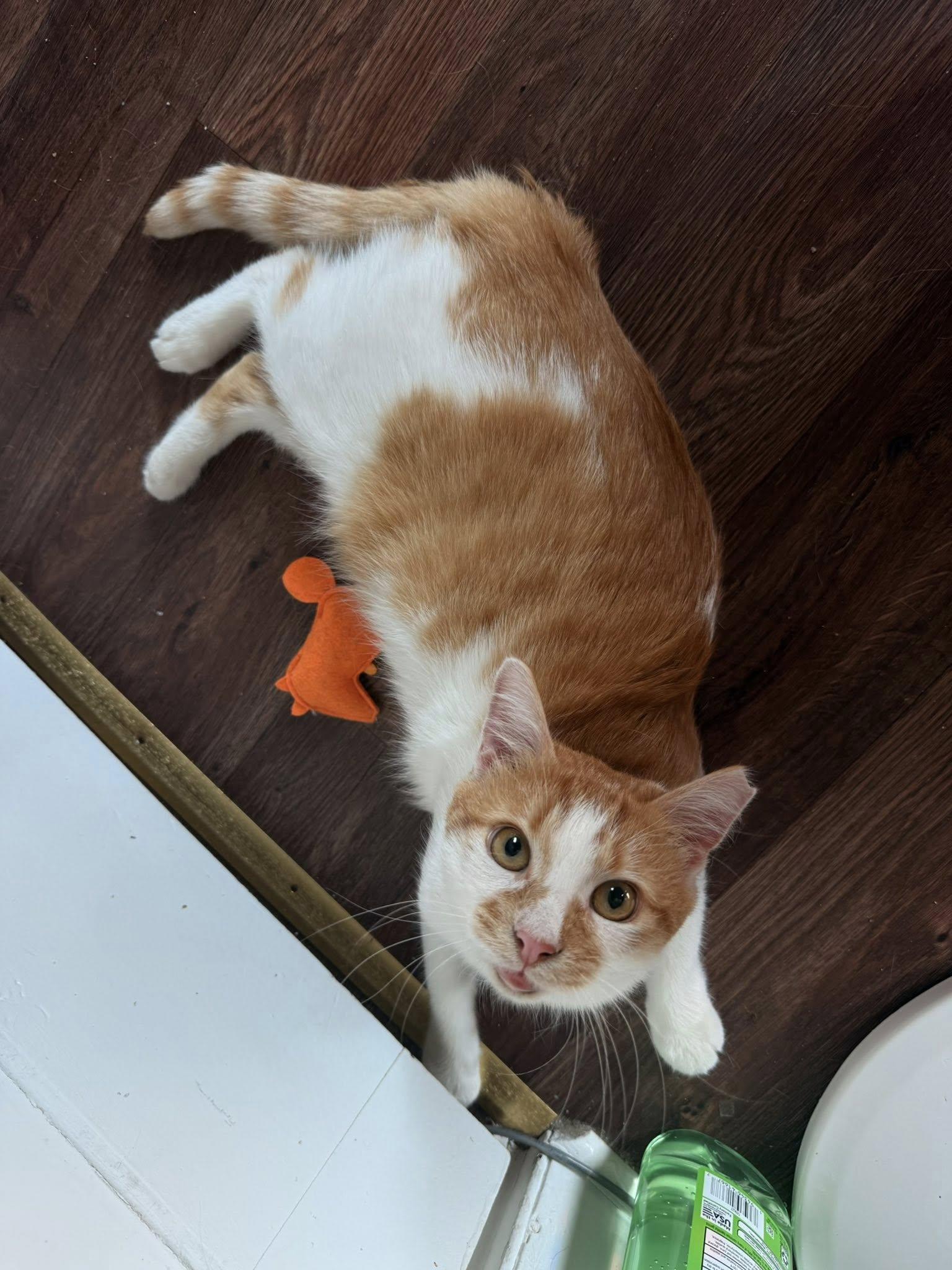 Enlarge Fergus, a ADOPTABLE Domestic Short Hair in Dover, DE image 6/6