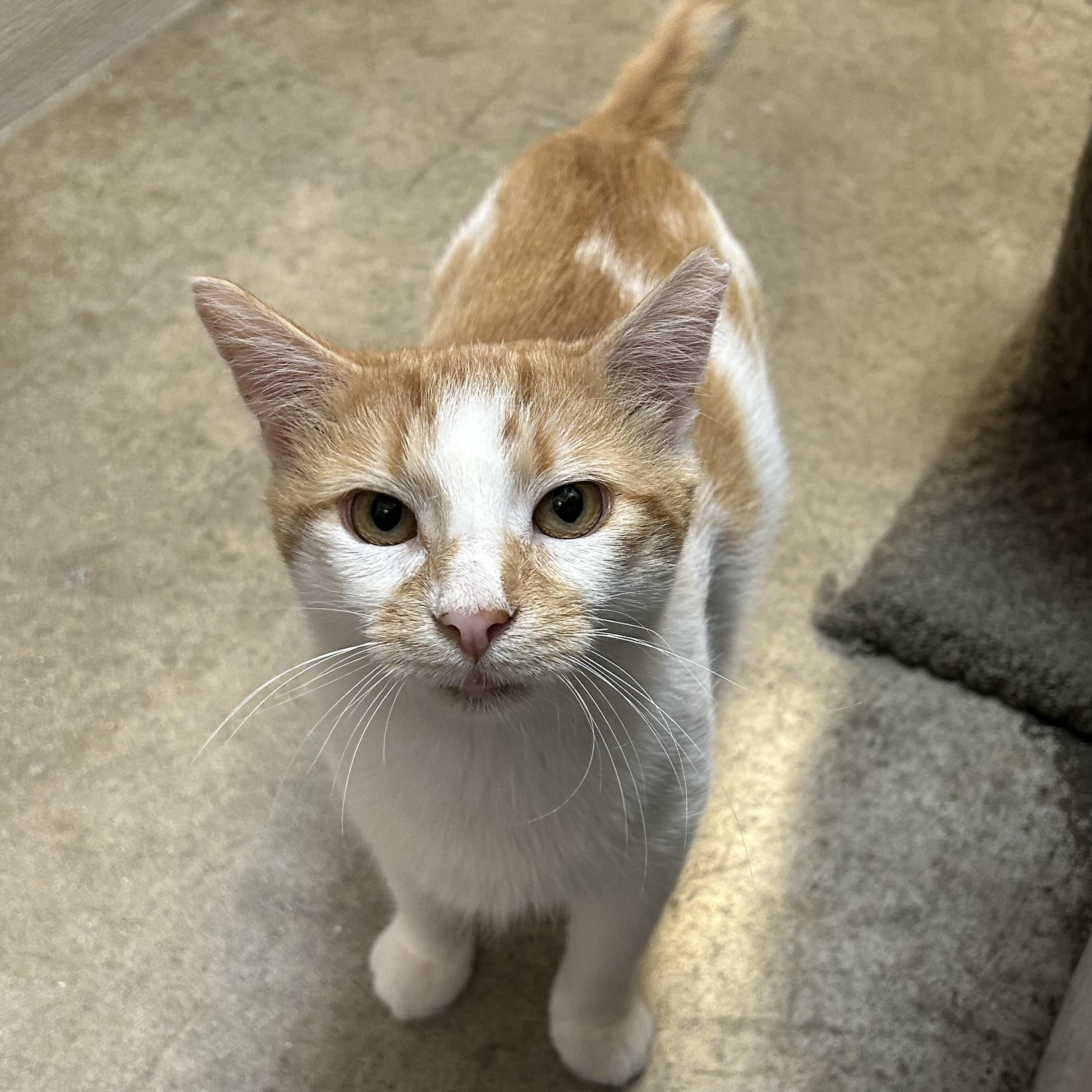 Fergus, ADOPTABLE, Young Male Domestic Short Hair.