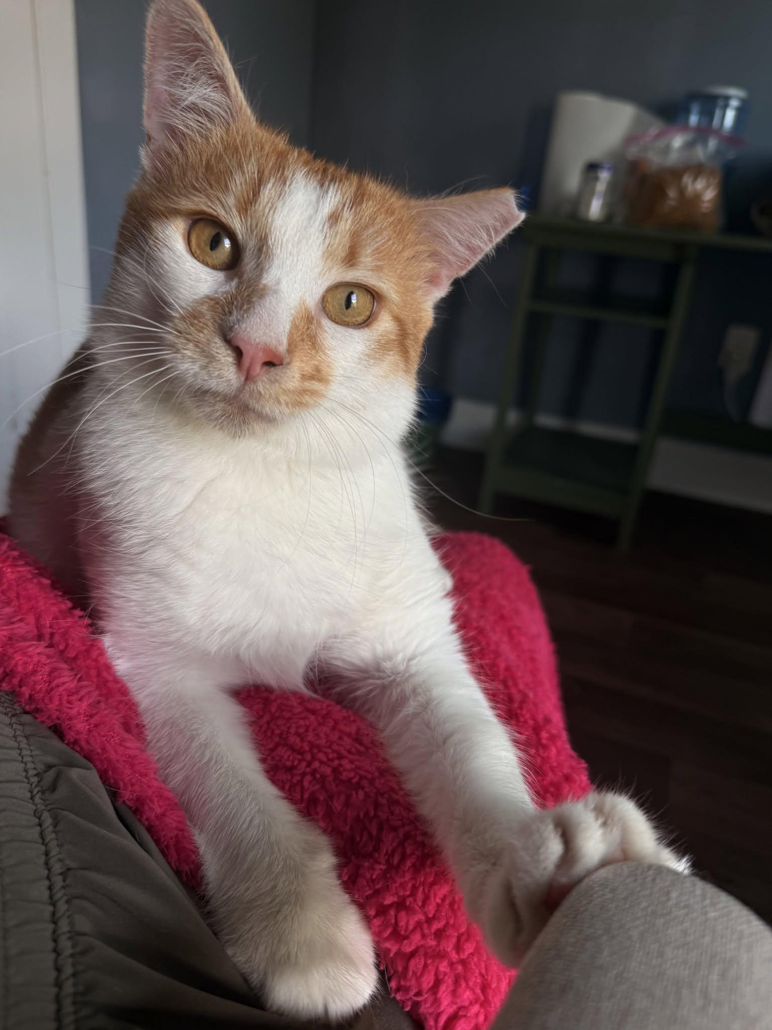 Enlarge Fergus, a ADOPTABLE Domestic Short Hair in Dover, DE image 1/6