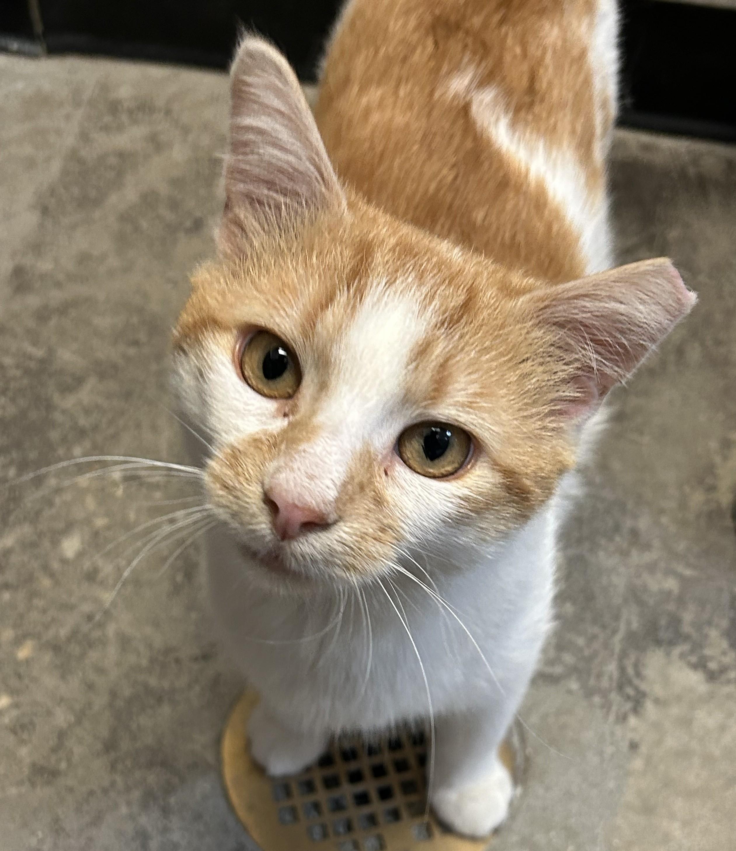 Enlarge Fergus, a ADOPTABLE Domestic Short Hair in Dover, DE image 3/4