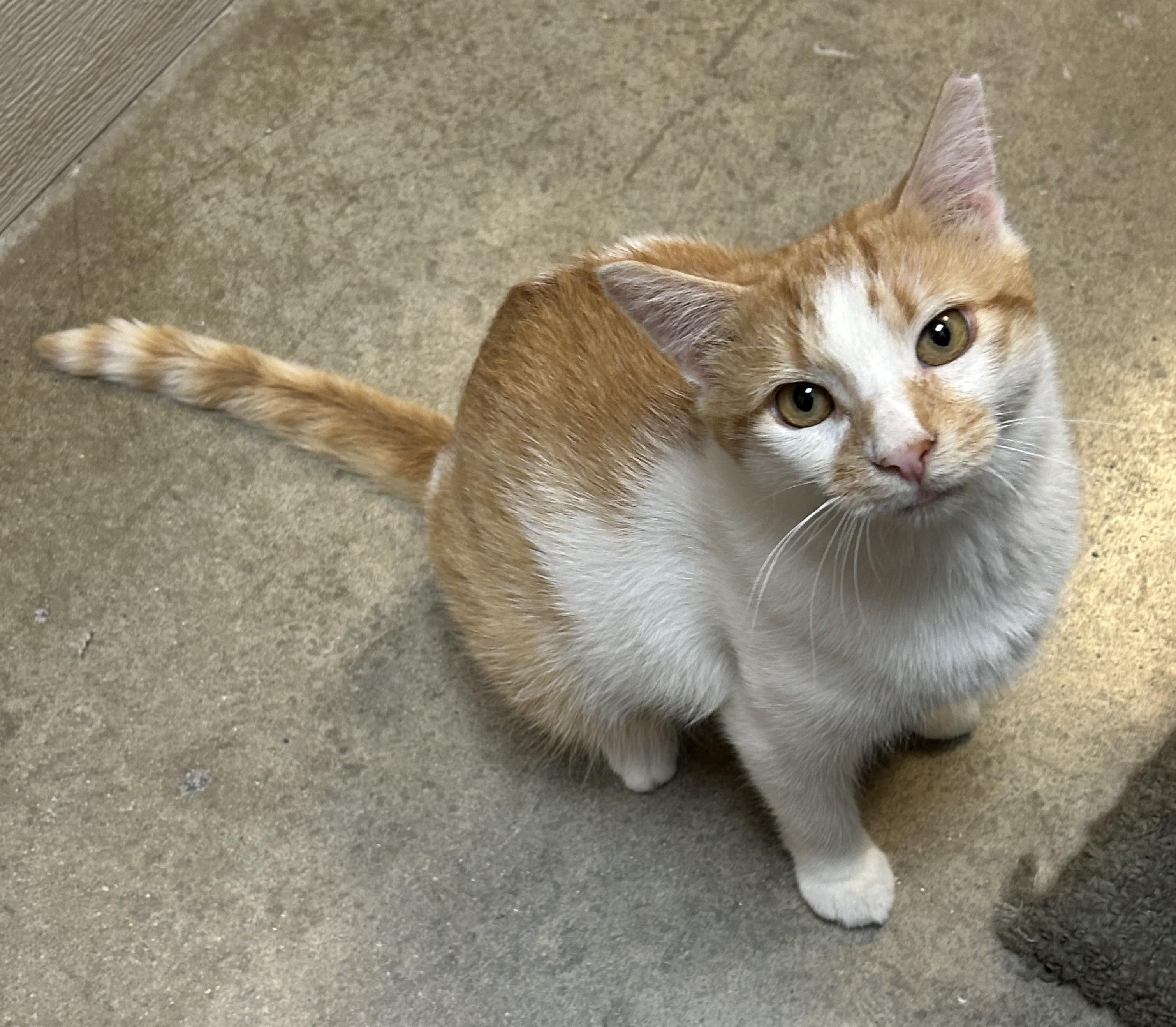 Fergus, a ADOPTABLE Domestic Short Hair in Dover, DE image 3/6