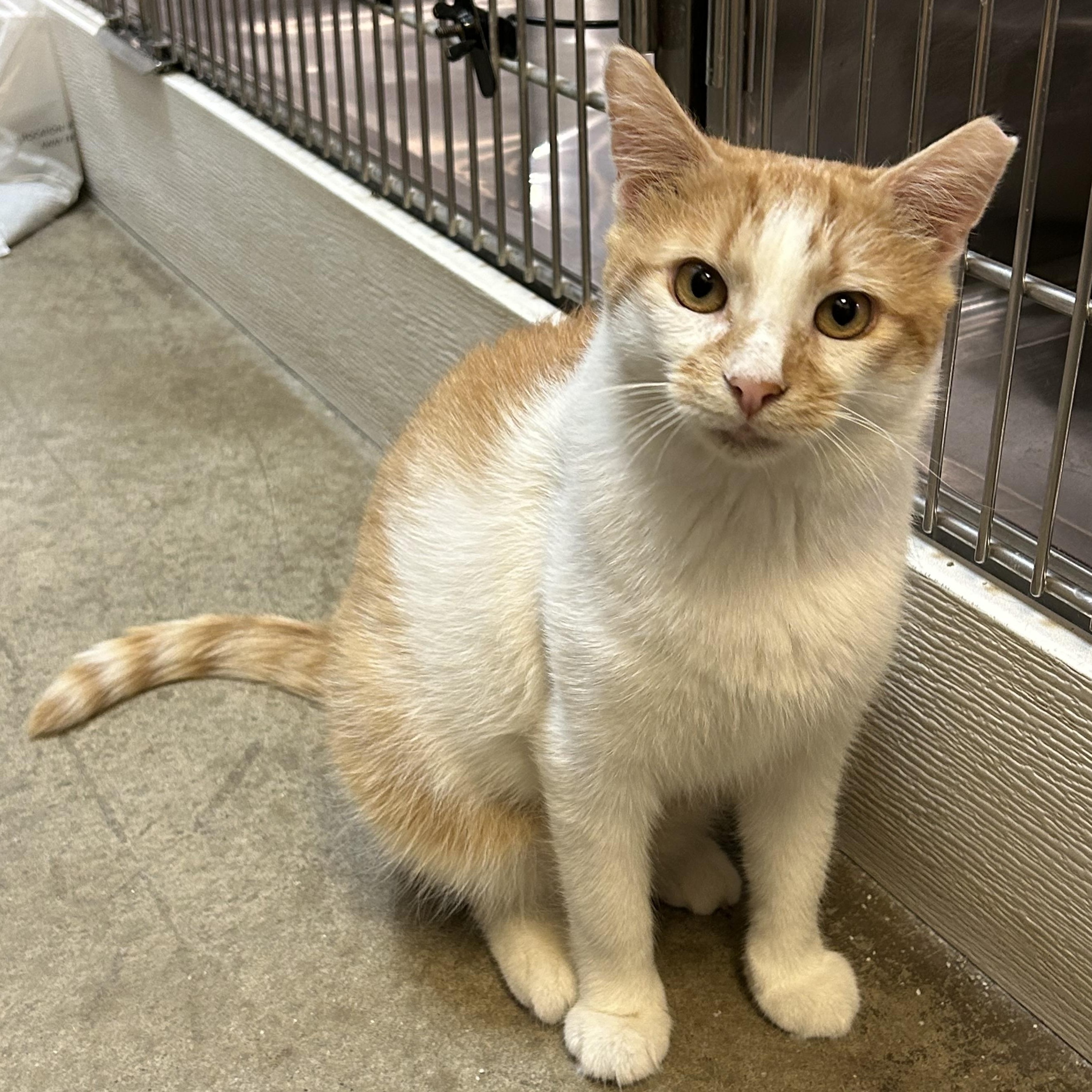 Fergus, a ADOPTABLE Domestic Short Hair in Dover, DE image 2/6