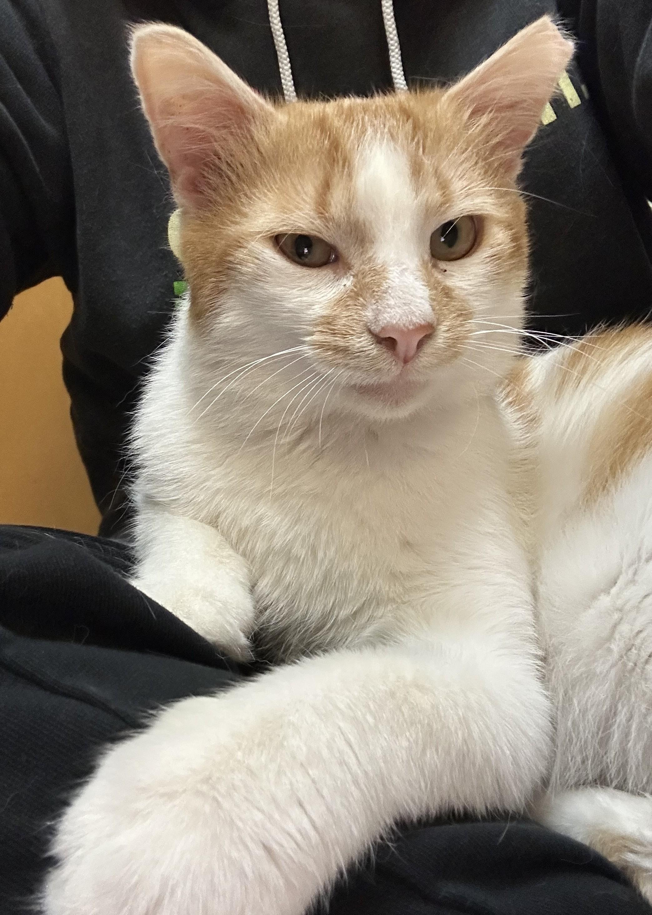 Enlarge Fergus, a ADOPTABLE Domestic Short Hair in Dover, DE image 4/4