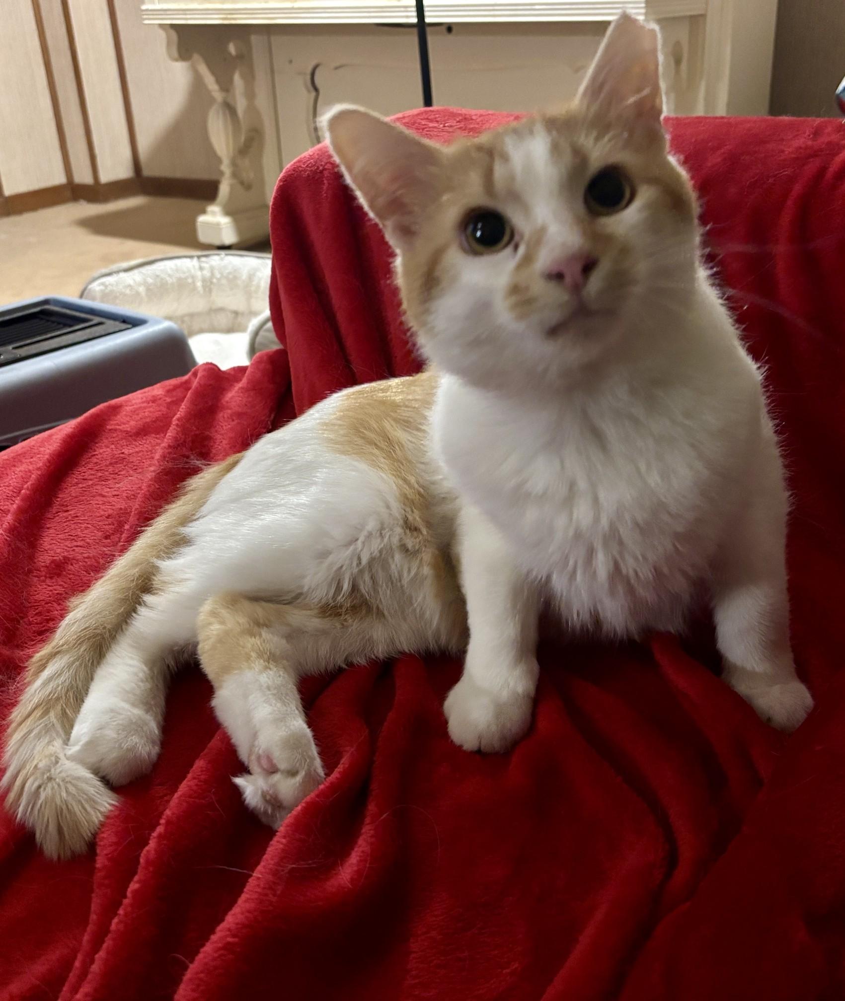 Fergus, a ADOPTABLE Domestic Short Hair in Dover, DE image 4/6