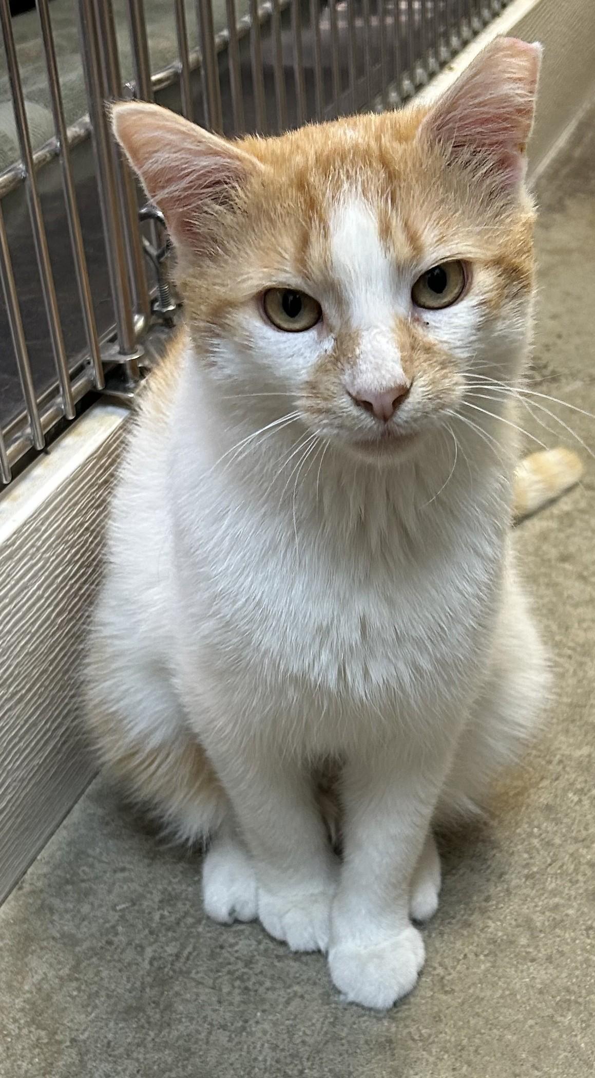 Enlarge Fergus, a ADOPTABLE Domestic Short Hair in Dover, DE image 2/4