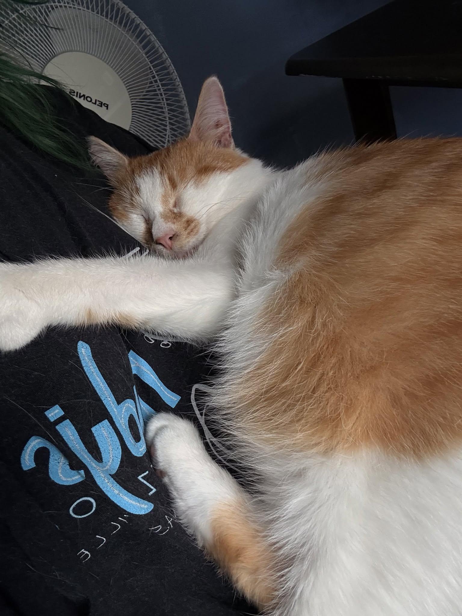 Enlarge Fergus, a ADOPTABLE Domestic Short Hair in Dover, DE image 3/6