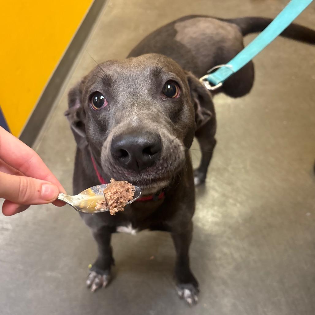 Roadie, Adoptable, Adult Male Labrador Retriever & Mixed Breed.