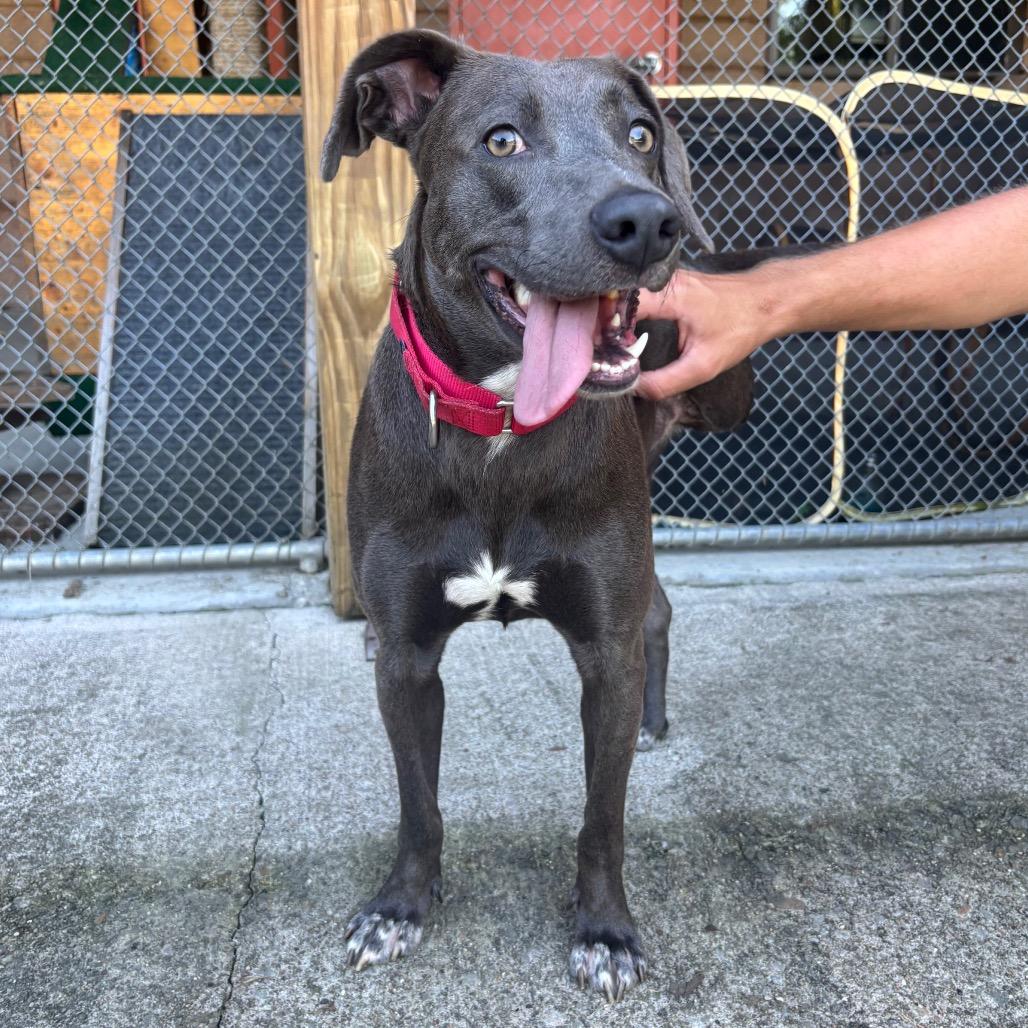 Enlarge Roadie, a Adoptable mixed breed in Waynesburg, PA image 2/6