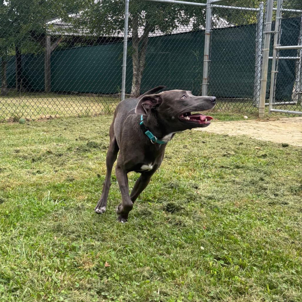 Enlarge Roadie, a Adoptable mixed breed in Waynesburg, PA image 3/6