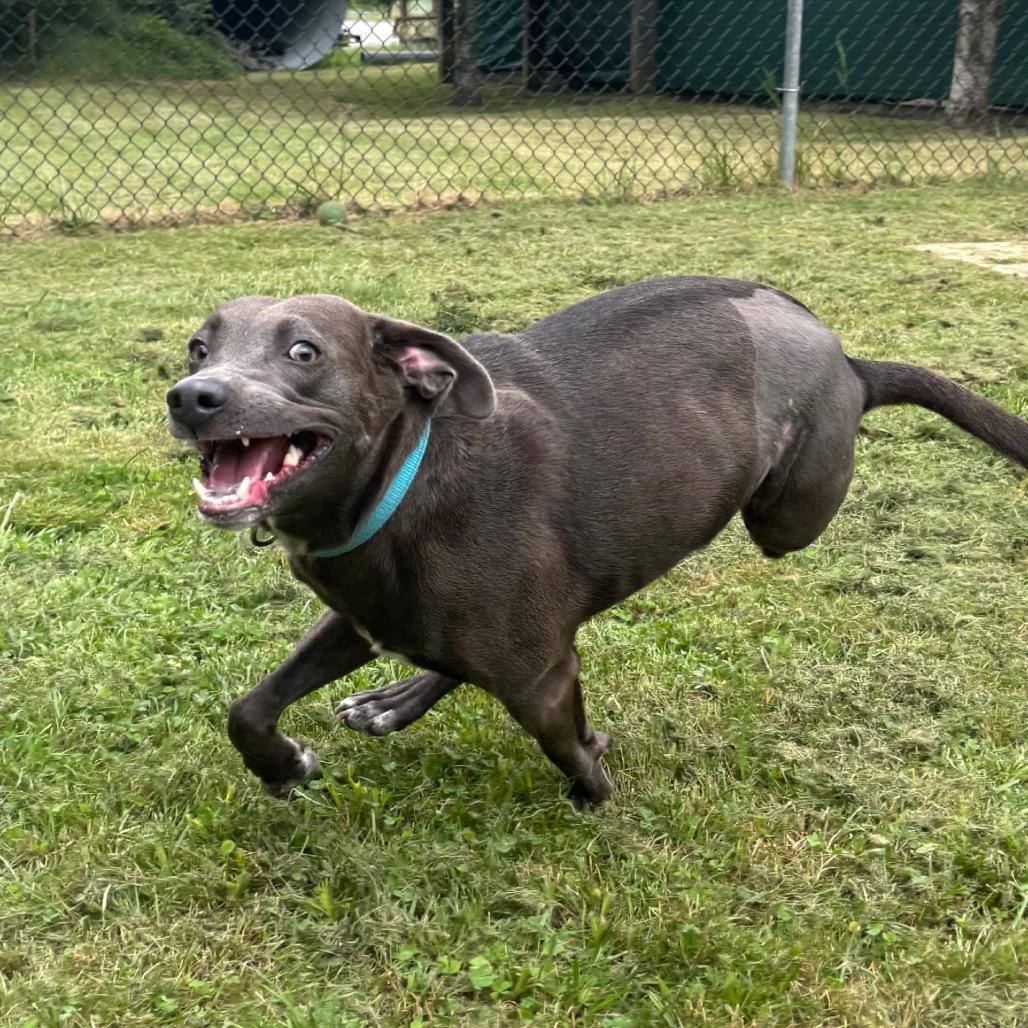 Enlarge Roadie, a Adoptable mixed breed in Waynesburg, PA image 4/6