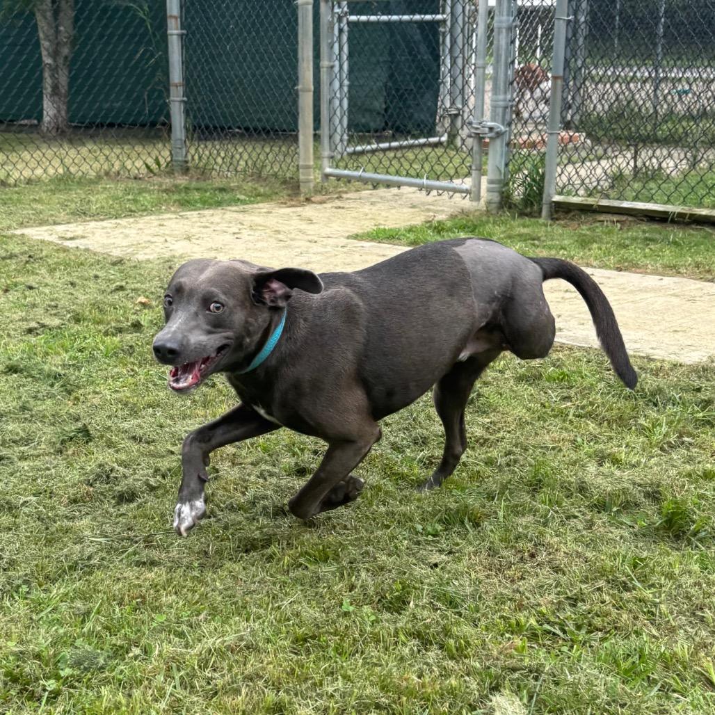 Enlarge Roadie, a Adoptable mixed breed in Waynesburg, PA image 5/6