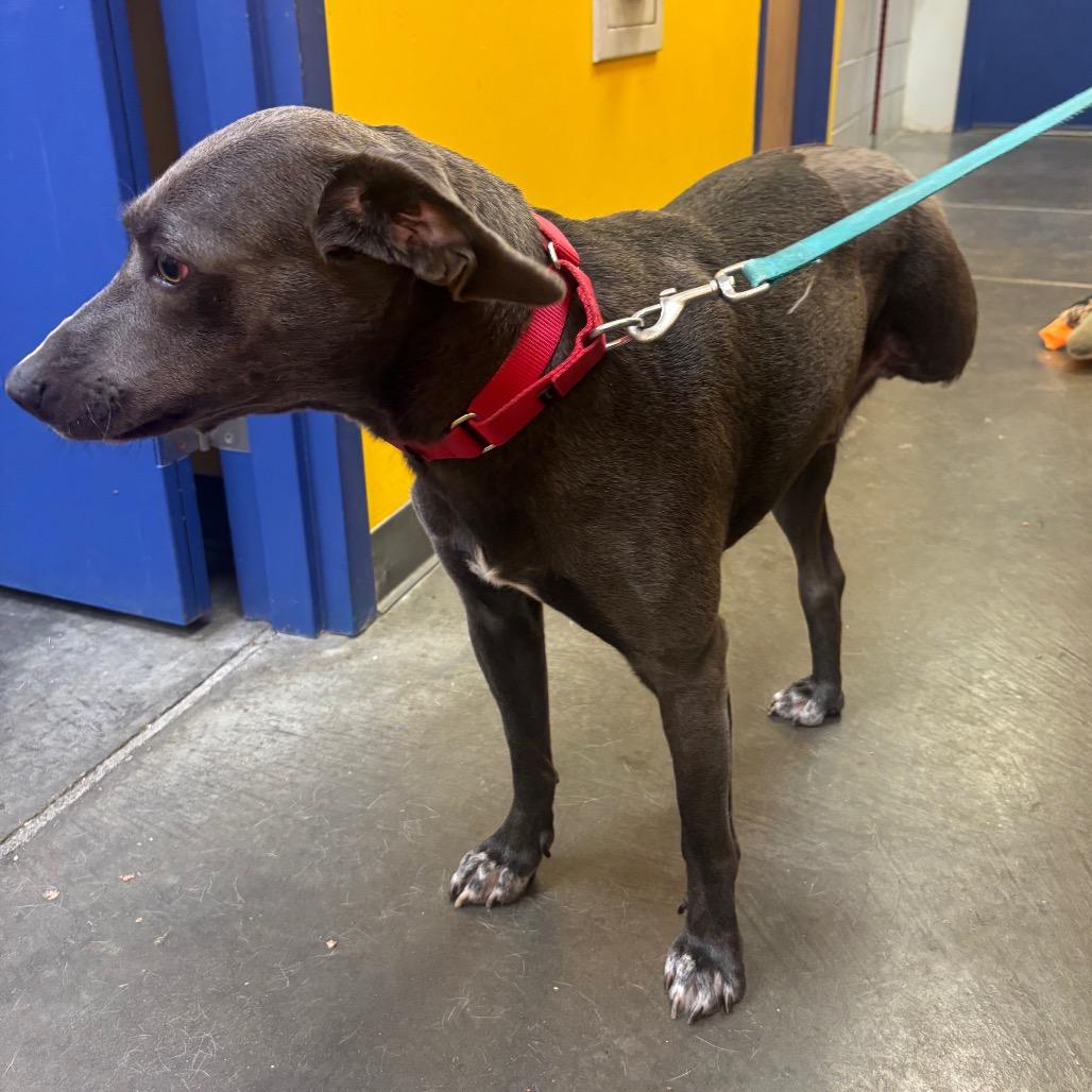 Enlarge Roadie, a Adoptable mixed breed in Waynesburg, PA image 6/6