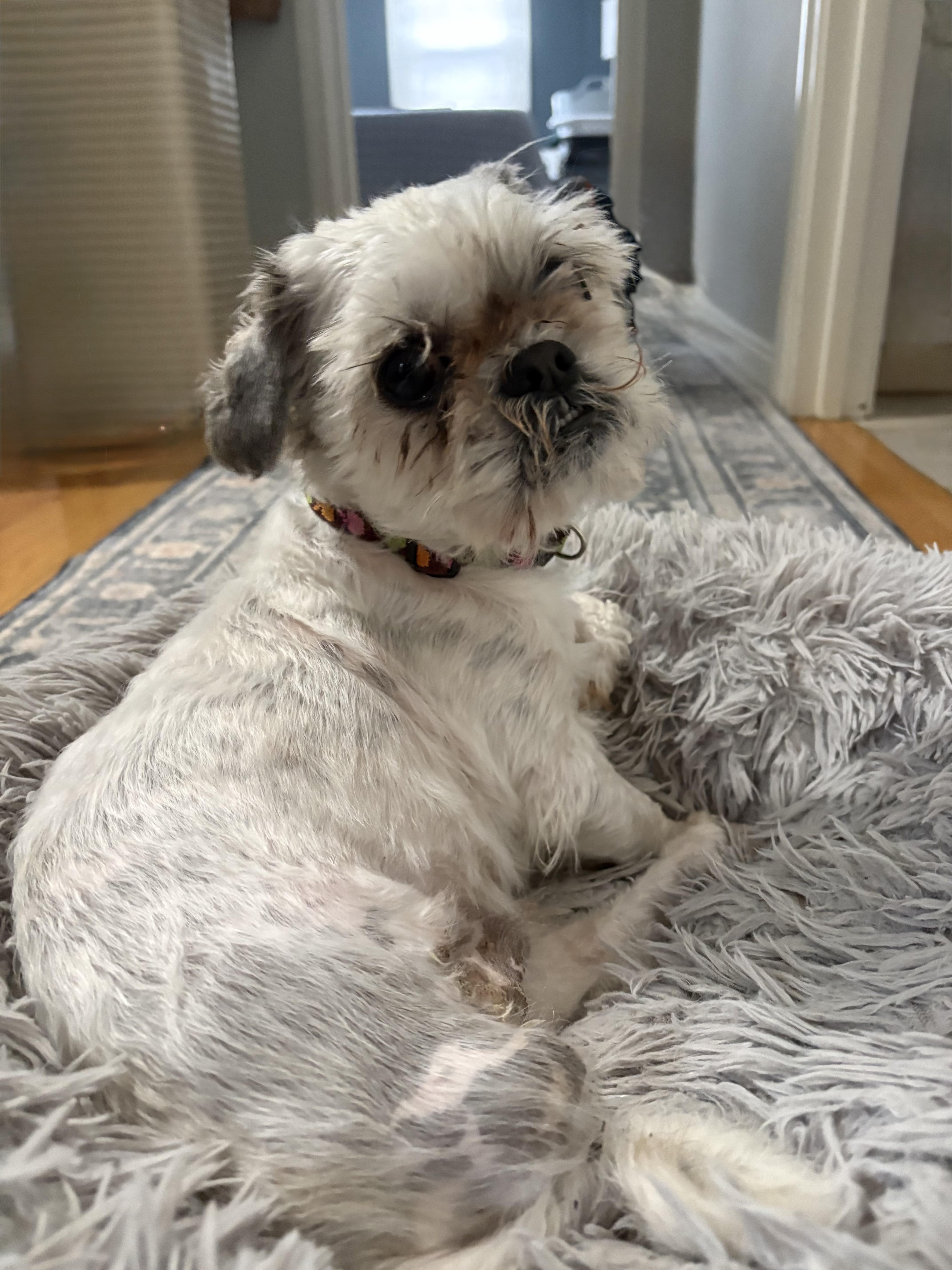 Panda, ADOPTABLE, Adult Male Shih Tzu & Brussels Griffon.