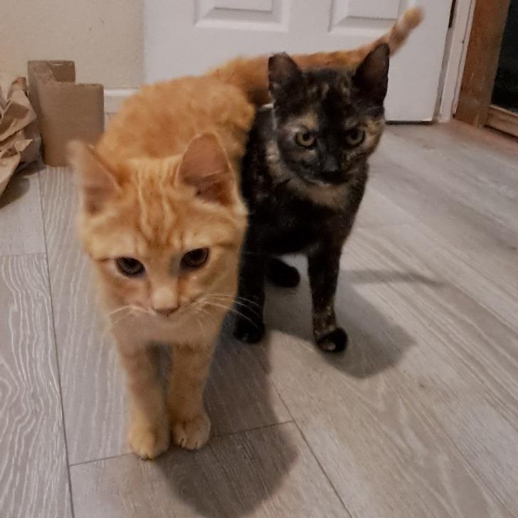 Enlarge Ella, a Adoptable Domestic Short Hair in Washougal, WA image 1/2