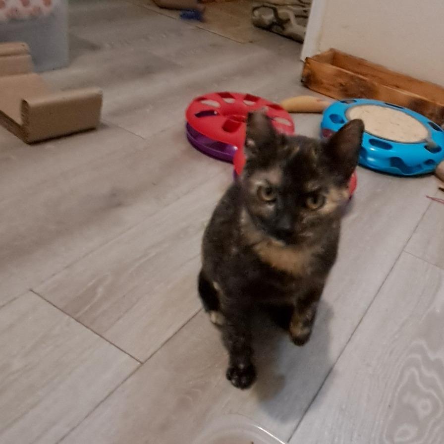 Enlarge Ella, a Adoptable Domestic Short Hair in Washougal, WA image 2/2