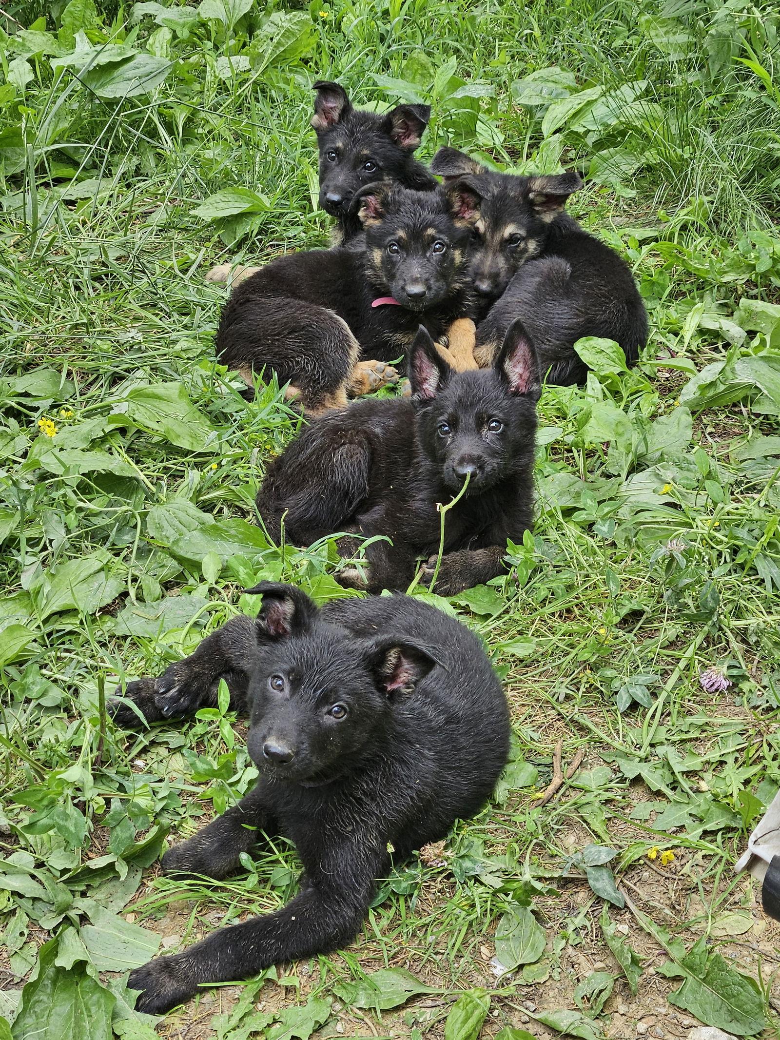 Pink, Adopted, Puppy Female German Shepherd Dog.