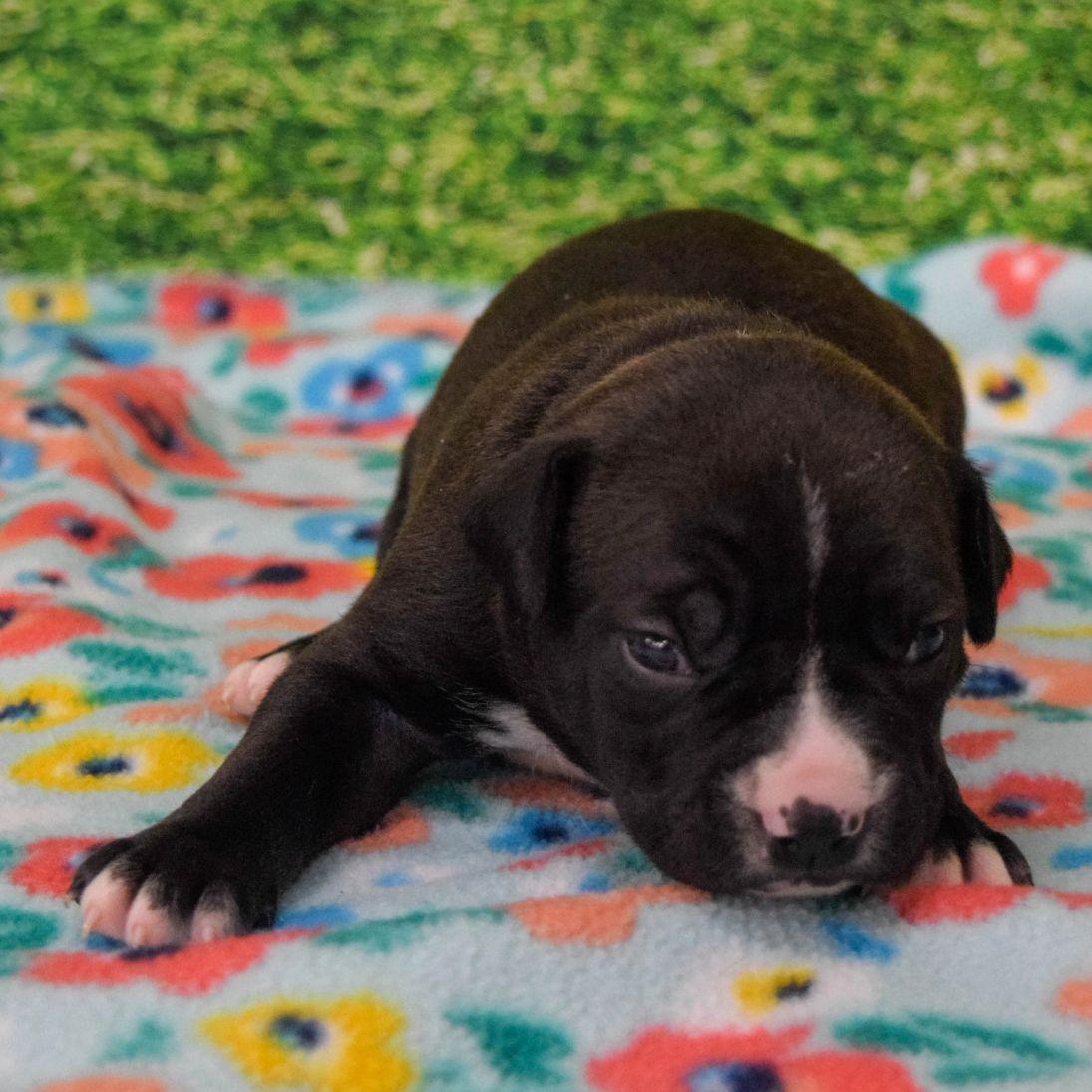 Nicky, Adopted, Puppy Male Boxer.