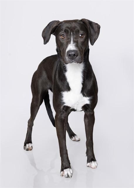 MAMMA, Adoptable, Young Female Pit Bull Terrier.
