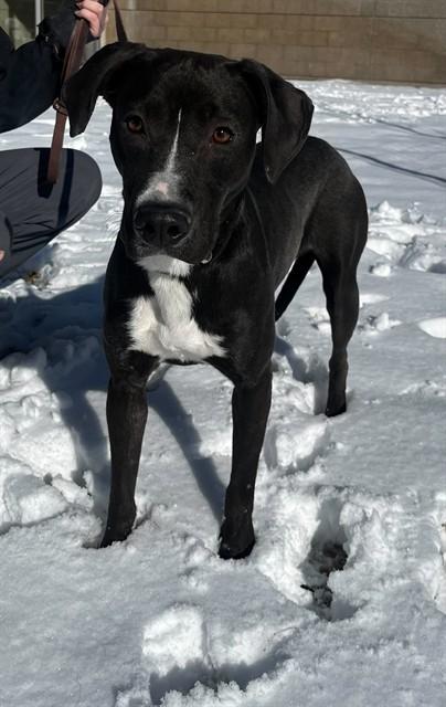 MAMMA, Adoptable, Young Female Pit Bull Terrier.