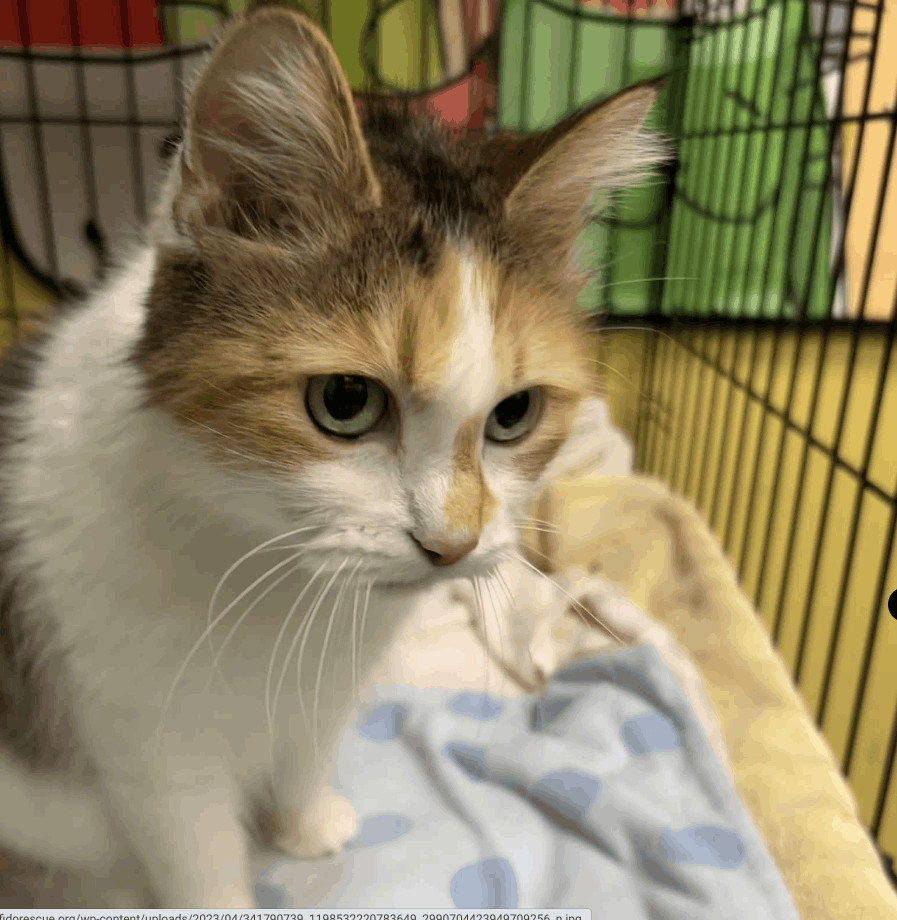 Enlarge Sweetie, a Adoptable Domestic Short Hair in Chicago, IL image 1/1