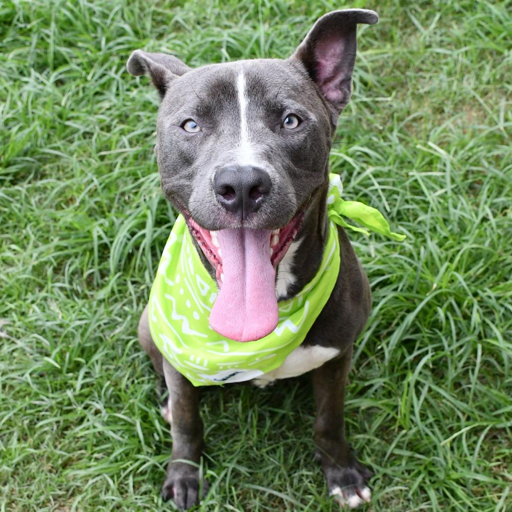 Enlarge Nicholas, a Adoptable Pit Bull Terrier in Beaumont, TX image 1/6