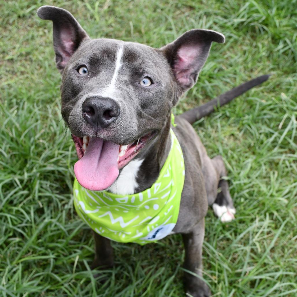 Enlarge Nicholas, a Adoptable Pit Bull Terrier in Beaumont, TX image 2/6