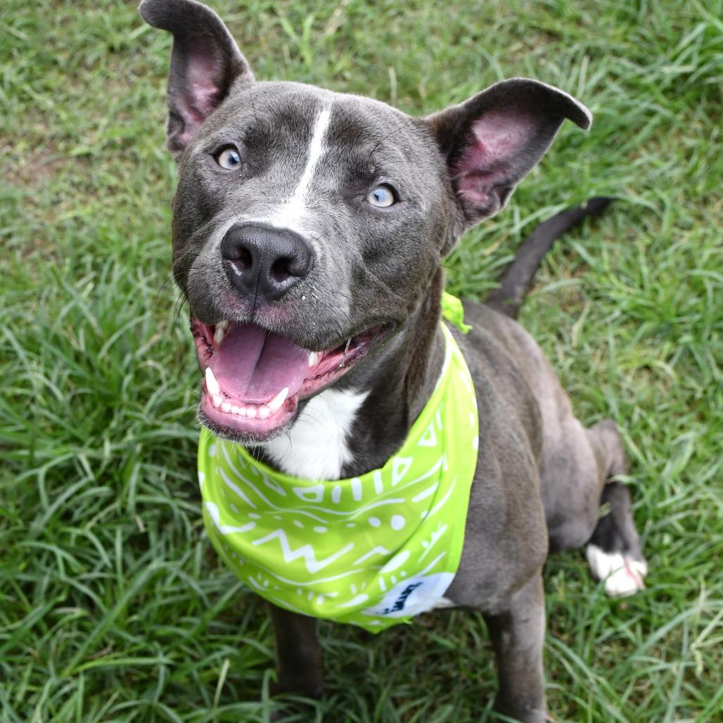 Enlarge Nicholas, a Adoptable Pit Bull Terrier in Beaumont, TX image 3/6