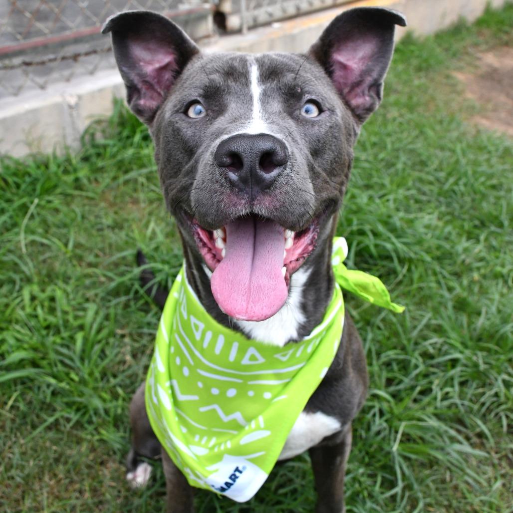 Enlarge Nicholas, a Adoptable Pit Bull Terrier in Beaumont, TX image 4/6