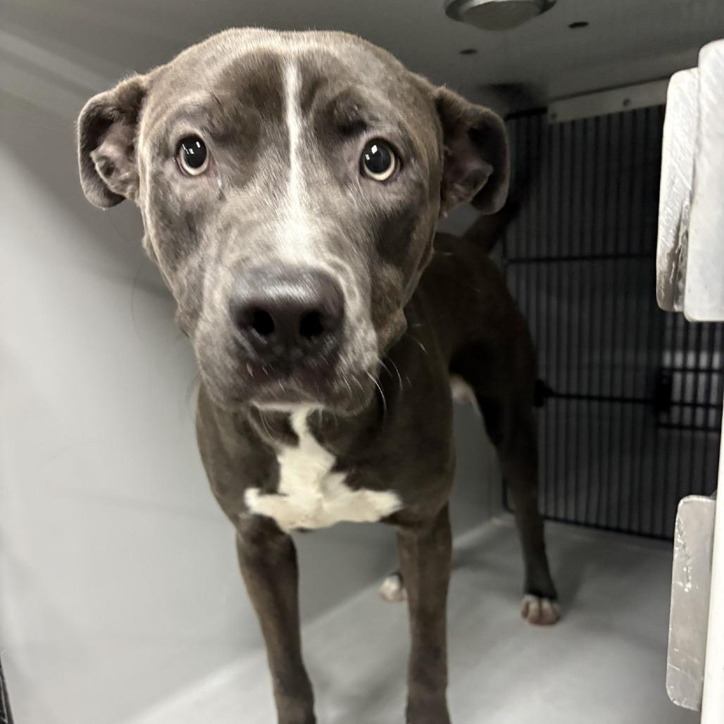 Enlarge Nicholas, a Adoptable Pit Bull Terrier in Beaumont, TX image 5/6