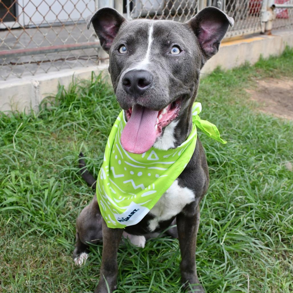 Enlarge Nicholas, a Adoptable Pit Bull Terrier in Beaumont, TX image 6/6